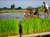 کشت مکانیزه برنج در بیش از ۵۰ درصد از شالیزارهای شهرستان فومن